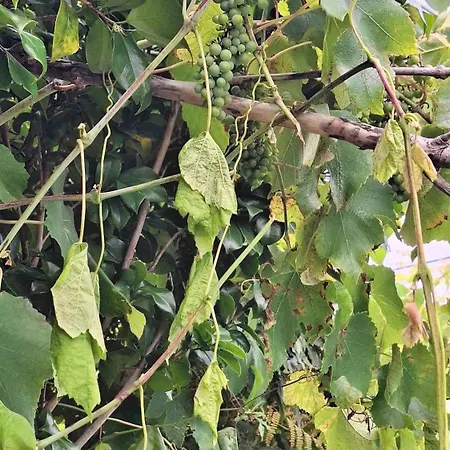 Chalet Adega Do Capitao Piedade (Azores)