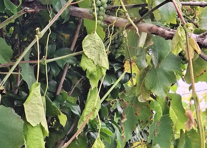 Alpesi faház Adega Do Capitao Piedade